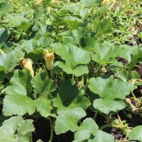 <i>Cucurbita maxima</i>  Duchesne